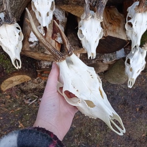 Random Real European Roe deer skull | Discount Plain skull | Skull carving  home decor deer antler sheds |  set 5 Original Antlers