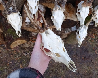 Random Real European Roe deer skull | Discount Plain skull | Skull carving  home decor deer antler sheds |  set 5 Original Antlers