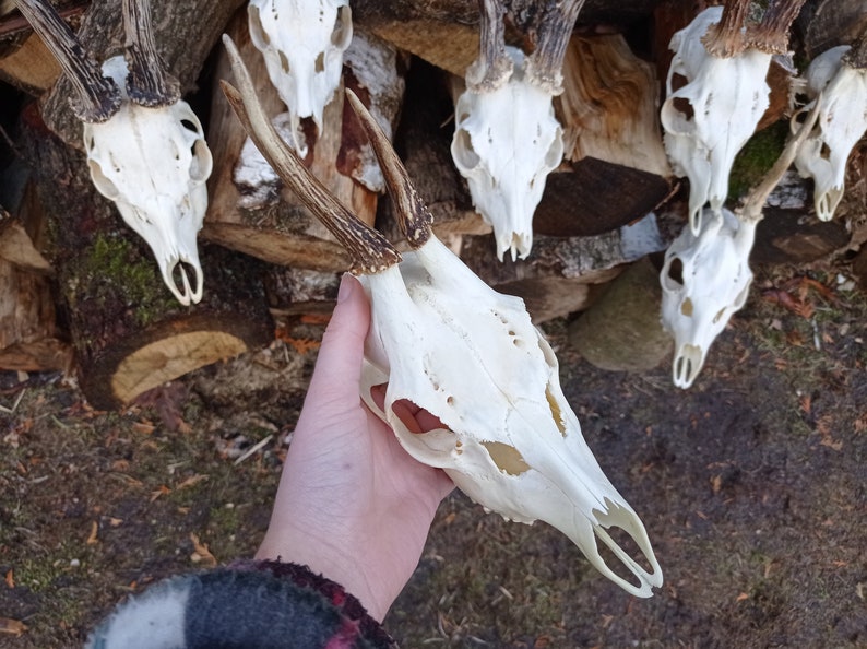 Random Real European Roe deer skull Discount Plain skull Skull carving home decor deer antler sheds set 5 Original Antlers image 7