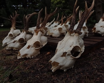 BAS PRIX CRÂNE DE Chevreuil Véritable crâne de chevreuil européen | Crâne uni | Coffret cadeau vikings, décoration d'intérieur en bois de cerf sculptée dans une tête de mort