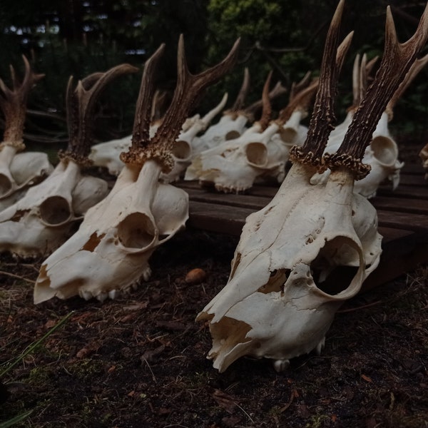 LOW PRICE Roe Deer SKULL Real European Roe deer skull | Plain skull | Skull carving  home decor deer antler sheds present set vikings