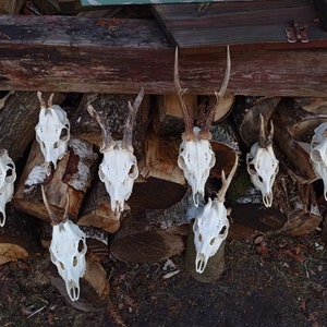 Random Real European Roe deer skull Discount Plain skull Skull carving home decor deer antler sheds set 5 Original Antlers image 3