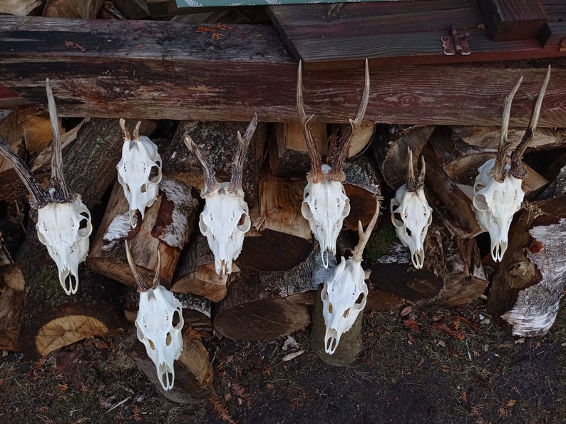 Random Real European Roe deer skull Discount Plain skull Skull carving home decor deer antler sheds set 5 Original Antlers image 3