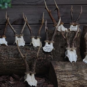 SKULL CUPS Reh Geweih, Reh Schädel Geweih, Schädel Reh Geweih, Reh Geweih Schädel, Reh Geweih Schädel, Reh Geweih Schädel, Reh Geweih Schädel, Reh Geweih Schädel, Hirsch Geweih Schädel