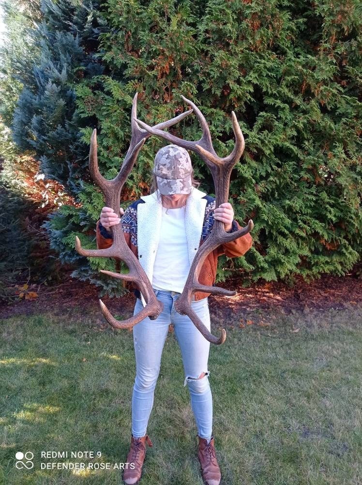 Real Huge European Red Deer Antlers Shed Antler - Red Shed Home Decor And Gifts Real Huge European Red Deer Antlers Shed Antler - Red Shed Home Decor And Gifts