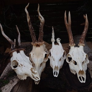 Freak Unique Original Antlers Real European Roe deer skull Plain skulls with unique antlers Skull carving home decor deer antler sheds image 1