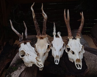 Freak Unique Original Antlers Real European Roe deer skull | Plain skulls with unique antlers | Skull carving  home decor deer antler sheds