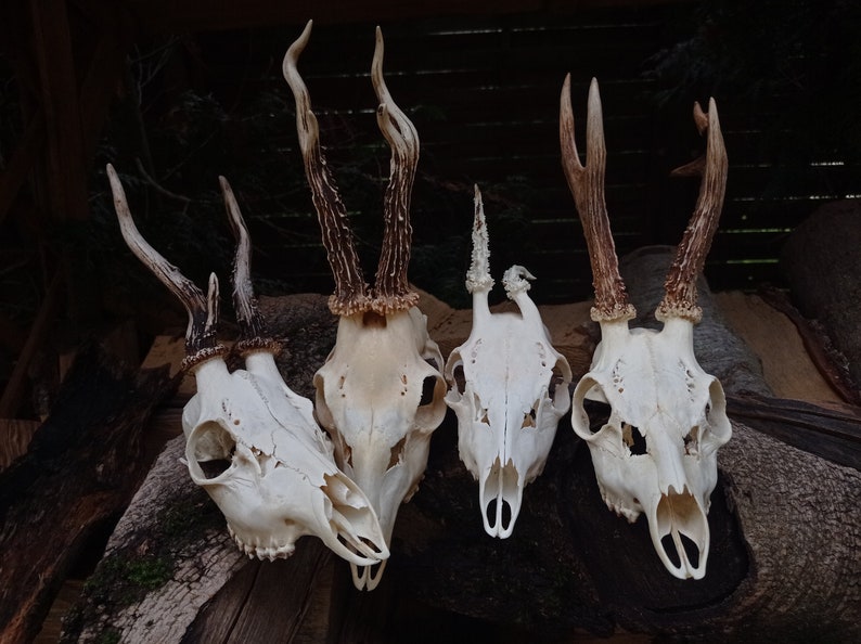 Freak Unique Original Antlers Real European Roe deer skull Plain skulls with unique antlers Skull carving home decor deer antler sheds image 1