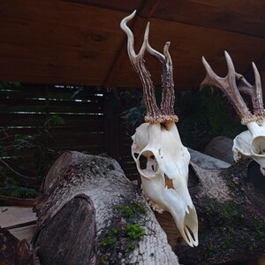 Freak Unique Original Antlers Real European Roe deer skull Plain skulls with unique antlers Skull carving home decor deer antler sheds image 8