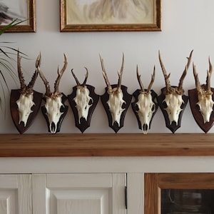 CHEAPER Vintage Wooden Plaque Roe Deer Wall Hangings | Real roe deer skulls | Rustic home decor | Old fashioned hurting trophy | Hunt gift