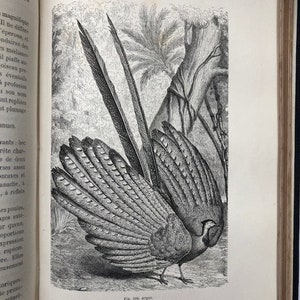 1868 Animal life / La vie et les moeurs des animaux - Les Poissons Les Reptiles et les Oiseaux - 730 pagine - 424 illustrazioni