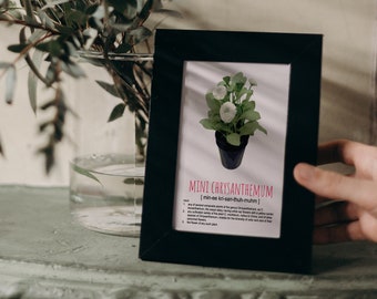 mini krysantemum digital konst / krysantemum / digital konst / omedelbar nedladdning / utskrivbar