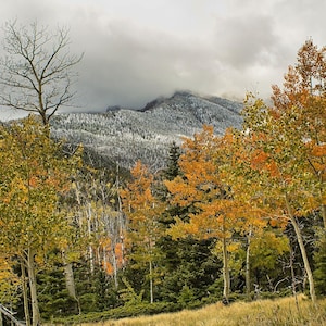 Landscape view of aspen trees with yellow and orange leaves in front of a snow-dusted mountain under cloudy skies.