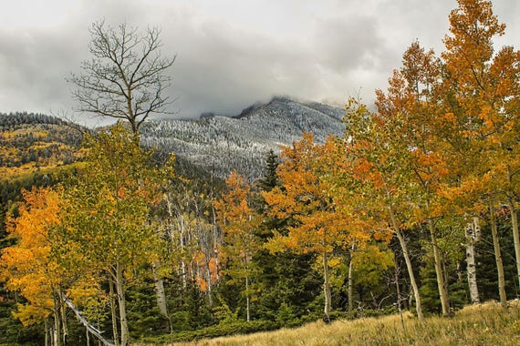 Autumn Mountain Landscape | Fall Aspen Trees art | Mountain Aspen Trees Art - 0168