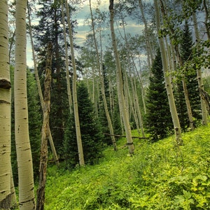 May include: A scenic view of a forest with tall, white aspen trees and green foliage. The trees have distinctive bark patterns. The forest floor is covered in lush green plants. The sky is visible through the trees.