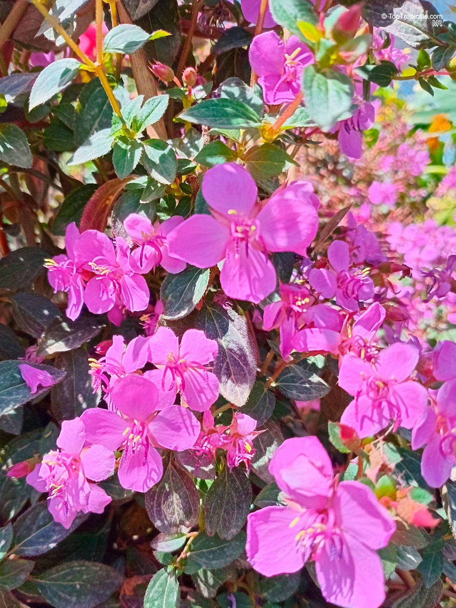 Centradenia Floribunda: Broadleaf Evergreen Perennial Shrub Starter ...