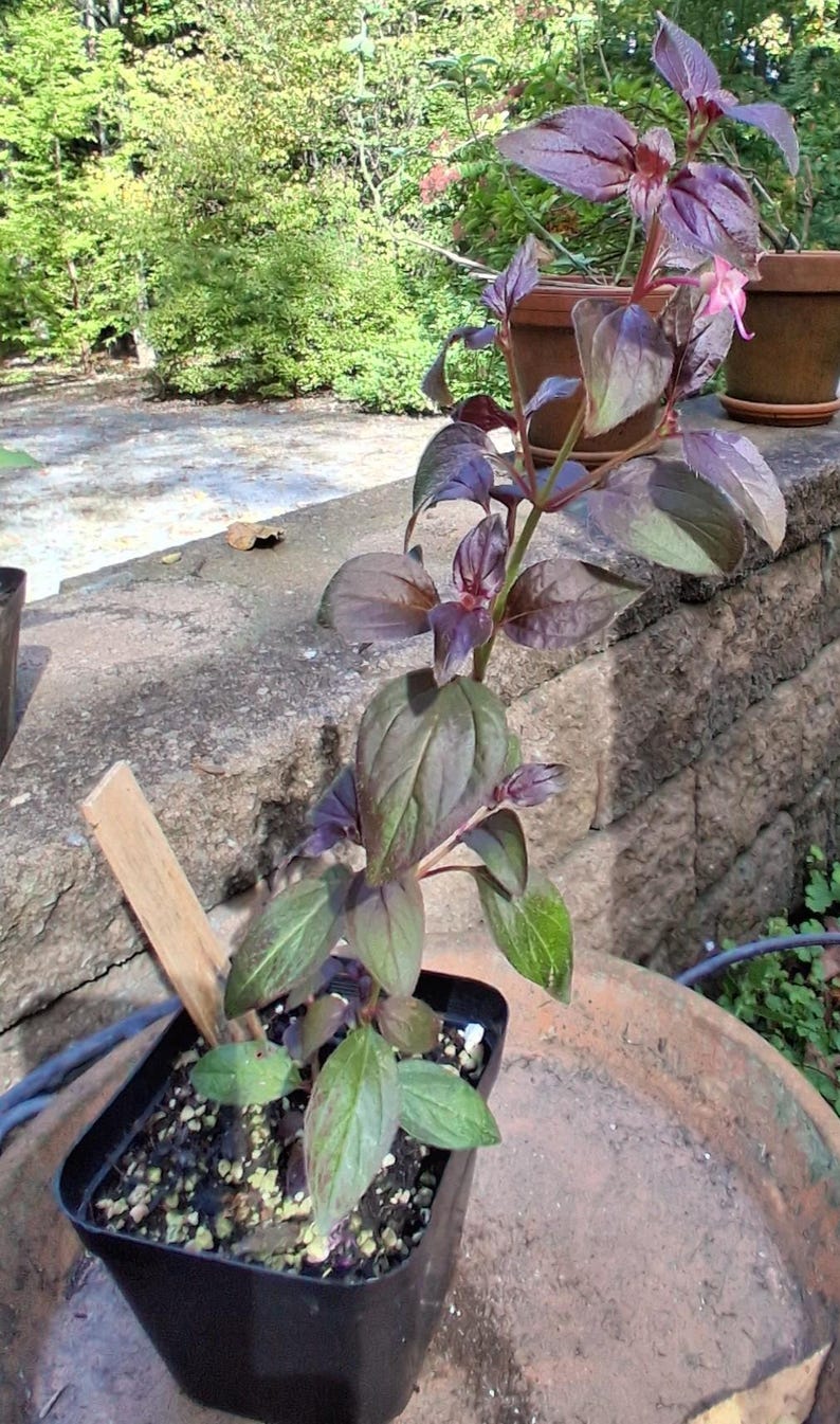 Centradenia Floribunda: Broadleaf Evergreen Perennial Shrub Starter ...