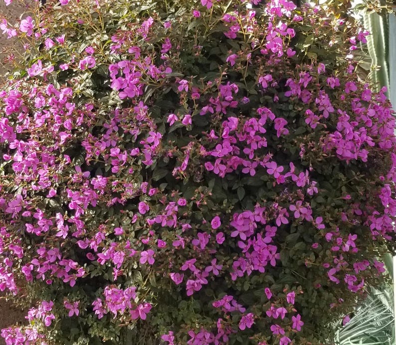Centradenia Floribunda: Broadleaf Evergreen Perennial Shrub Starter ...