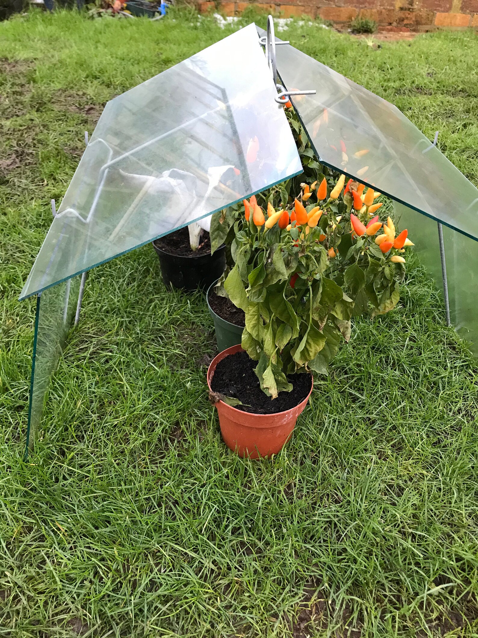 2 Vintage Style Garden Cloche Mini Greenhouse 2 Sets of Wires Etsy UK