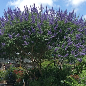 Semillas de Árbol Casto Vitex Agnus-Castus imagen 1