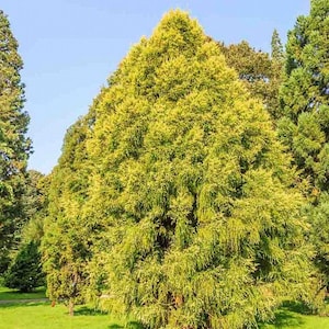 Semillas de cedro japonés (Cryptomeria japonica)