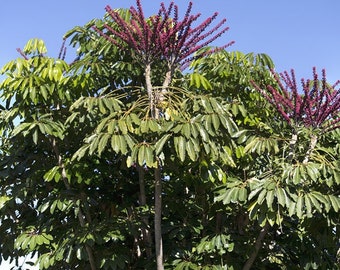 Umbrella "Octopus" Tree (Schefflera Actinophylla) Seeds