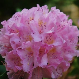 Carolina Azalea Shrub Rhododendron Carolinianum Seeds image 3