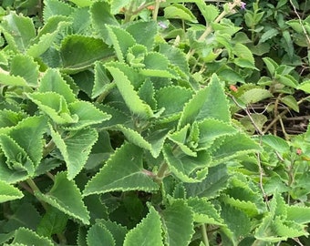 thumbnail image 2 of Organic Cuban Oregano Live Plant - Well Rooted, 7-9 Inches, Indoor/Outdoor Herb 2 of 6