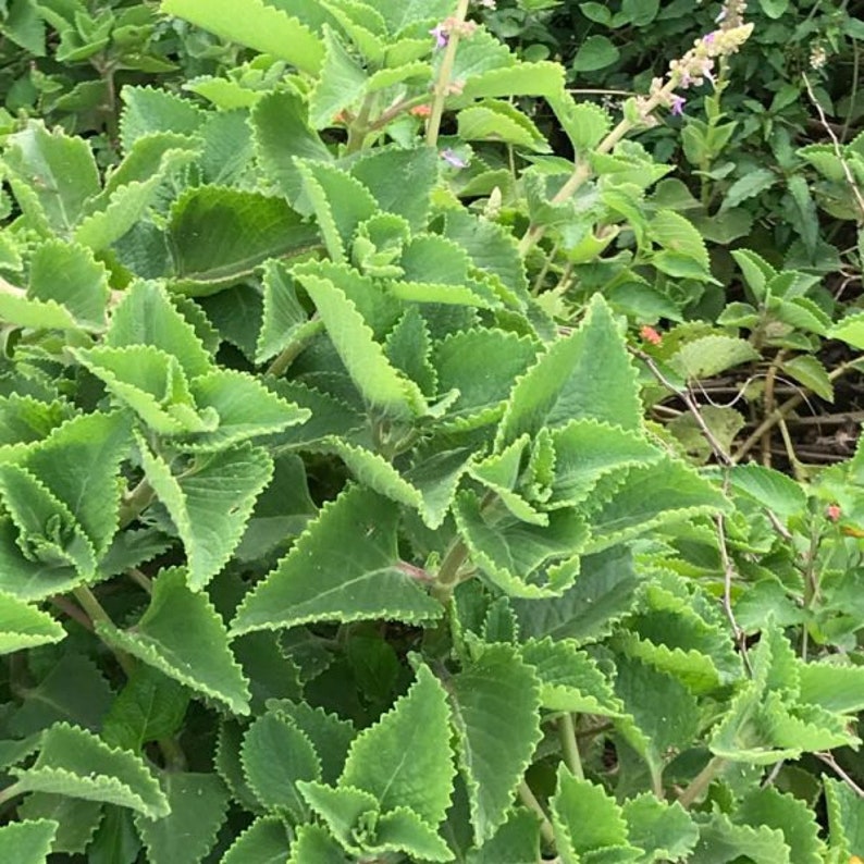 Puede incluir: Primer plano de un parche de plantas verdes con hojas dentadas. Las hojas est&aacute;n dispuestas en un grupo denso, creando un fondo texturizado y org&aacute;nico.