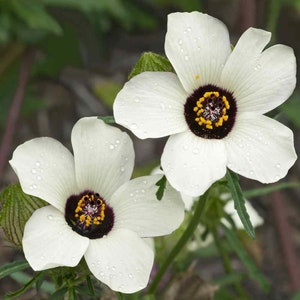 Hibiscus Trionum Plant Seeds