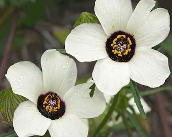 Hibiscus Trionum Plant Seeds