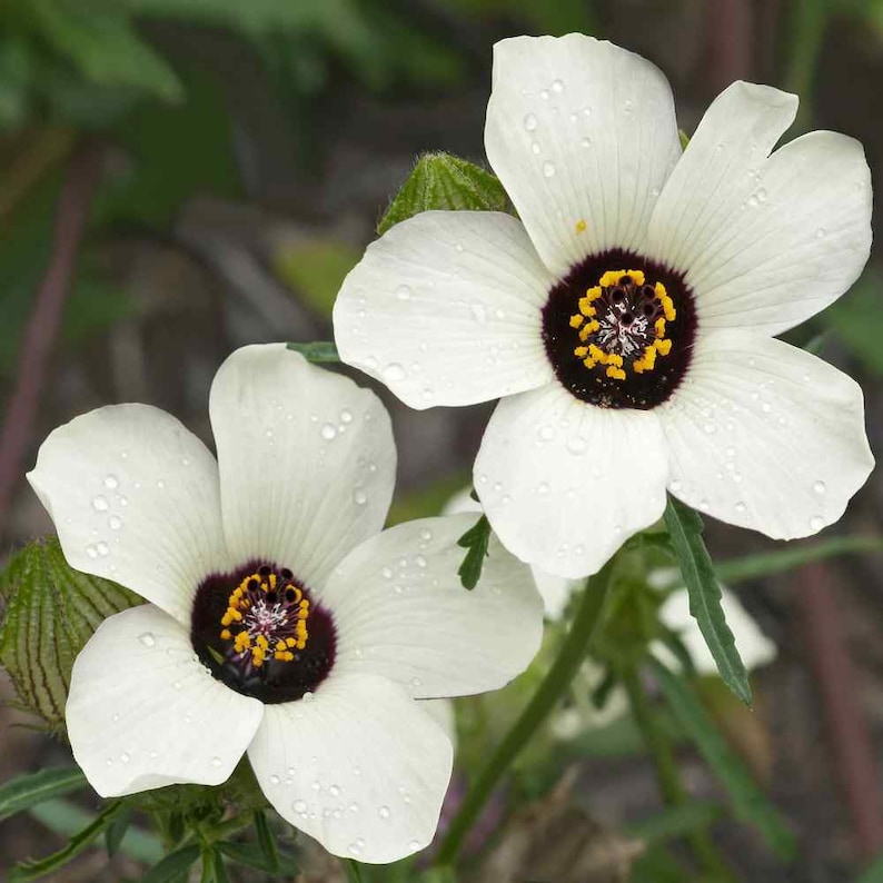 Hibiscus Trionum Plant Seeds image 1
