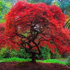 Japanese Amur Maple Tree Acer Tataricum Ginnala Seeds image 1