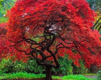 Samen des japanischen Amur-Ahornbaums (Acer Tataricum Ginnala).