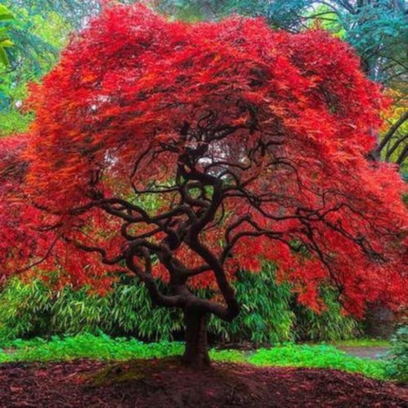 Japanese Amur Maple Tree Acer Tataricum Ginnala Seeds image 1