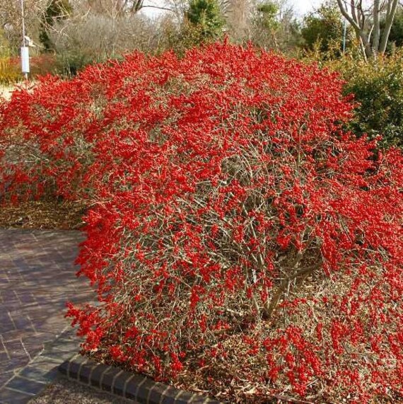 ウィンターベリー（Ilex Verticillata）の種子 - Etsy 日本