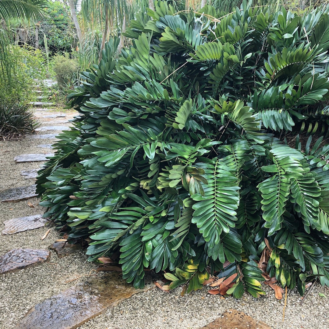 Cardboard Palm (zamia Furfuracea) Seeds - LIMITED BATCH - Etsy