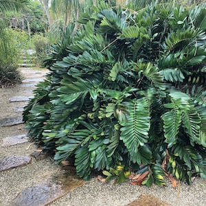 Semillas de Palma de Cartón (Zamia Furfuracea) - LOTE LIMITADO