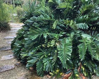 Cardboard Palm (Zamia Furfuracea) Seeds - LIMITED BATCH