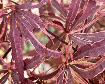 May include: Close-up of a Japanese maple tree with deep red leaves. The leaves have a delicate, lacy texture and are arranged in a cluster.