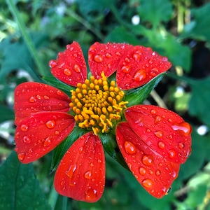 Mexican Torch Sunflower (Tithonia Rotundifolia) Seeds