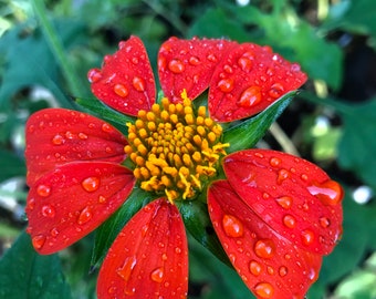 Mexican Torch Sunflower (Tithonia Rotundifolia) Seeds
