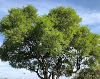 Può includere: Un albero di grandi dimensioni con una vasta chioma di foglie verde brillante contro un cielo blu con nuvole sottili. I grossi rami marroni e il tronco dell'albero sono visibili, creando una scena naturale all'aperto.