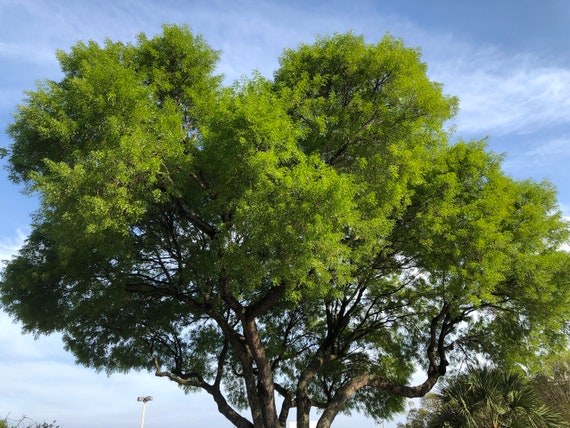  The Mahogany Tree * El árbol de caoba (English and