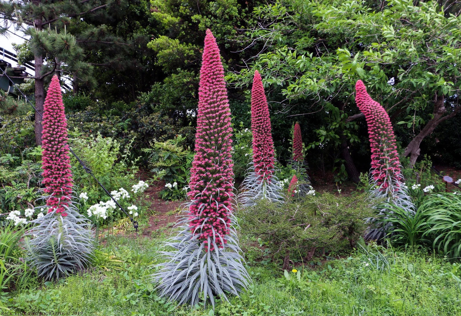 Tower of Jewels Plant echium Wildpretii Seeds Etsy