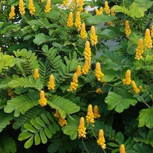 Candlestick Cassia Plant (Senna Alata) Seeds