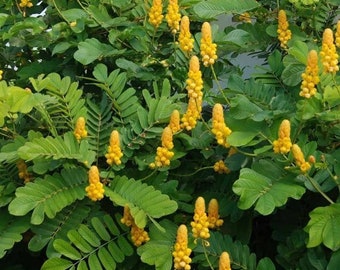 Candlestick Cassia Plant (Senna Alata) Seeds