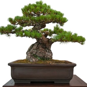 Japanese Black Pine Tree Pinus Thunbergii Seeds image 5