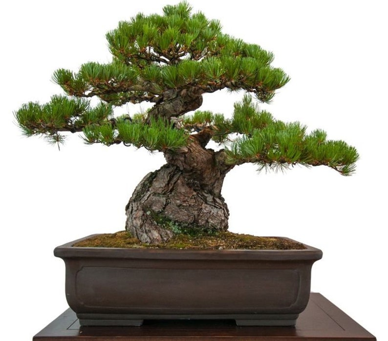 Japanese Black Pine Tree Pinus Thunbergii Seeds image 5