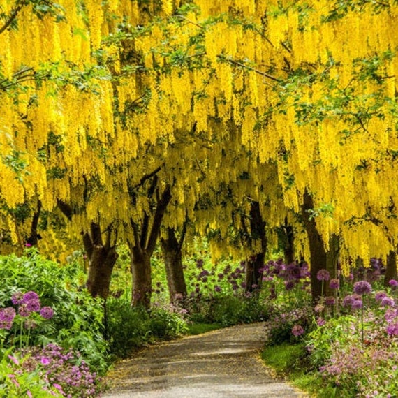 Golden 2024 chain tree